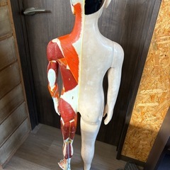 【人体模型】少年😚