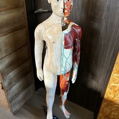 【人体模型】少年😚