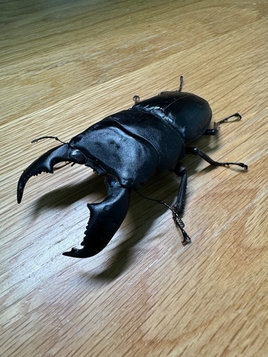 スマトラオオヒラタクワガタ（世子）♂単品
