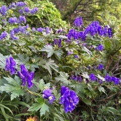 ゆるっと登山