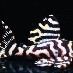 キンペコの中古が安い！激安で譲ります・無料であげます(3ページ目  