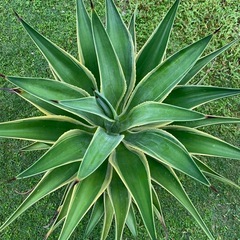 アガベ Kari CATEGORY アガベ | SHOUCHIKUEN