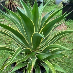 アガベ　ベネズエラ