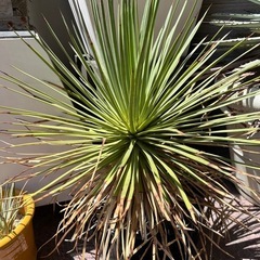 アガベ　吹き上げ　ストリクタ