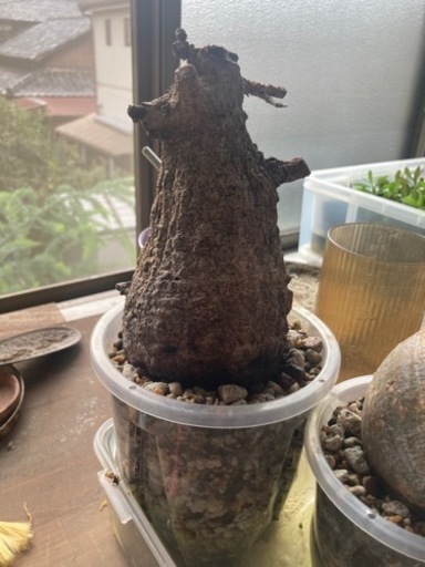 【激安】オペルクリカリアパキプス　塊根植物　観葉植物発根未確認生活雑貨 家庭用品 ガーデニング