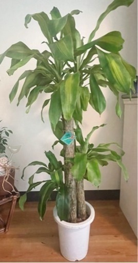 観葉植物9点おまとめ