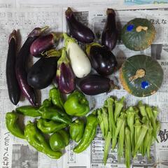 【お取引先決定済】かぼちゃと野菜のセット