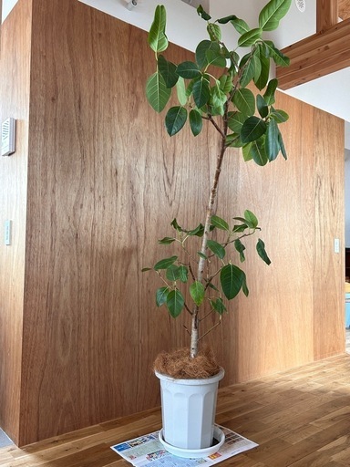大型観葉植物 フィカス アルテシーマ 10号 曲り