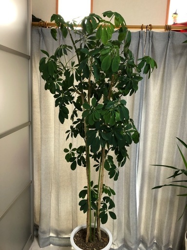 ホンコンカポック　シェフレラ　観葉植物　植木