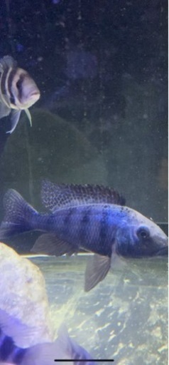 Fossorochromis rostratus  wild 16〜17㎝　アフリカ直輸入　写真個体販売　アフリカンシクリッド  熱帯魚\n