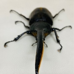 ヘラクレスオオカブト 大型ペア 156.1㍉