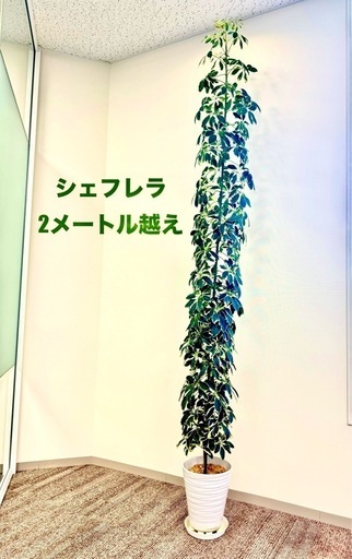 観葉植物　シェフレラ　2メートル越え　迫力あり！