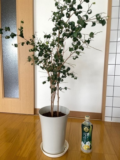 観葉植物、ほか多数出品あり