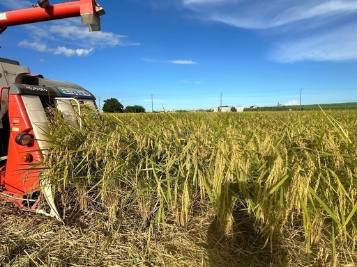 令和6年茨城産コシヒカリ玄米　30kg