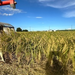 令和6年茨城産コシヒカリ玄米　30kg