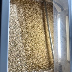 令和6年茨城産コシヒカリ玄米　30kg