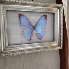 蝶の標本 3っまとめて