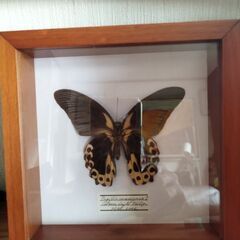 蝶の標本　3っまとめて