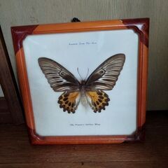 蝶の標本　3っまとめて