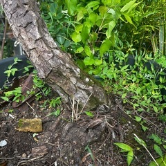 松　リュウキュウマツ　