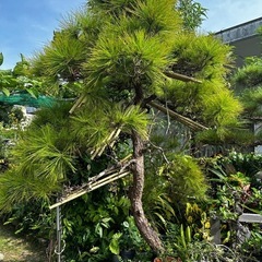 松　リュウキュウマツ　