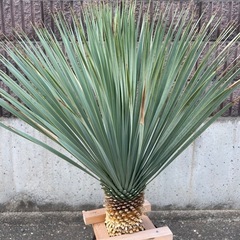 ユッカ　ロストラータ　ブルーサンダー　良品