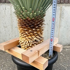 ユッカ　ロストラータ　ブルーサンダー　良品