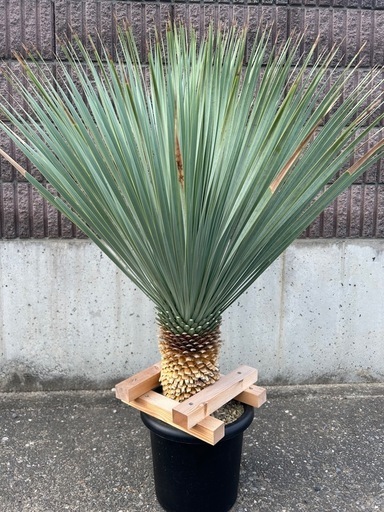 ユッカ　ロストラータ　ブルーサンダー　良品