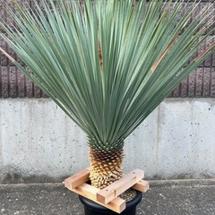 ユッカ　ロストラータ　ブルーサンダー　良品