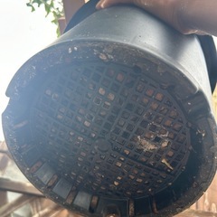 ユッカ　ロストラータ　ブルーサンダー　良品