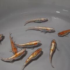 メダカ　紅灯（べにあかり）　若魚　３ペア＋1匹