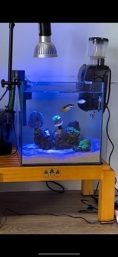 海水魚、珊瑚生体 購入してくれる方探しています