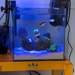 海水魚、珊瑚生体 購入してくれる方探しています