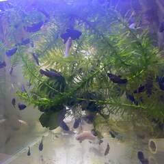 プラカットの中古が安い！激安で譲ります・無料であげます(2ページ目  