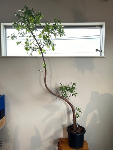 希少　観葉植物　フィカス・リン