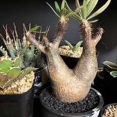 グラキリス ダブルヘッド