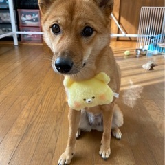 遊び盛りのMIX犬です