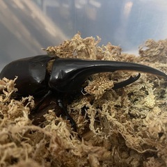 DH.ヘラクレス BULL血統　成虫ペア