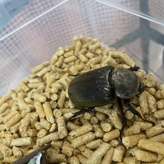 DH.ヘラクレス BULL血統　成虫ペア