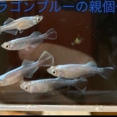 ドラゴンブルーの稚魚（1〜1.5センチ前後）10匹500円！ 数...