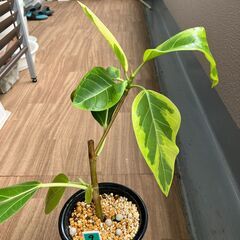 観葉植物　フィカス・アルテシマ　ゴムの木　鉢付き　Ｎｏ．9　☆8...