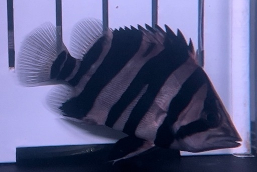 ダトニオ　ボルネオ産