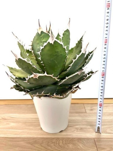 【30cm超】Agave titanota FO-76 アガベ チタノタ