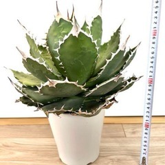 【30cm超】Agave titanota FO-76 アガベ チタノタ