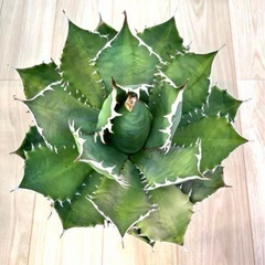 【30cm超】Agave titanota FO-76 アガベ チタノタ