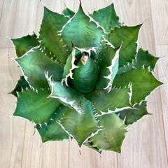 【30cm超】Agave titanota FO-76 アガベ チタノタ