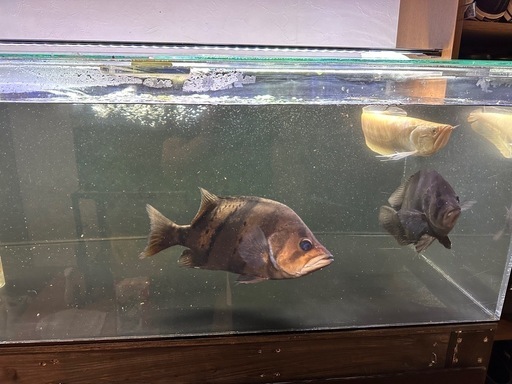 1200水槽とダトニオ、アロワナ 、600水槽一式