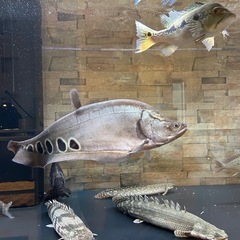 スポッテッドナイフの中古が安い！激安で譲ります・無料であげます  