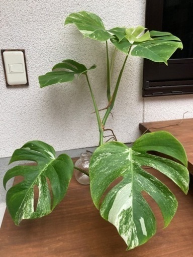 斑入り モンステラ 大型株！