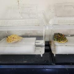 ベルツノガエルとクラウンウェルツノガエル